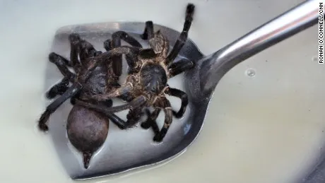 23621 grilled tarantula