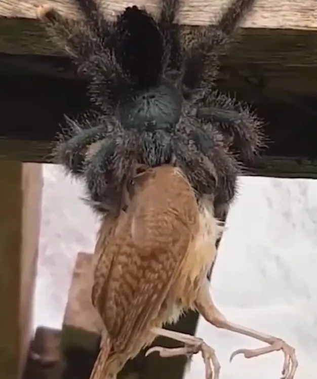 /img/23621-tarantula-dish.webp