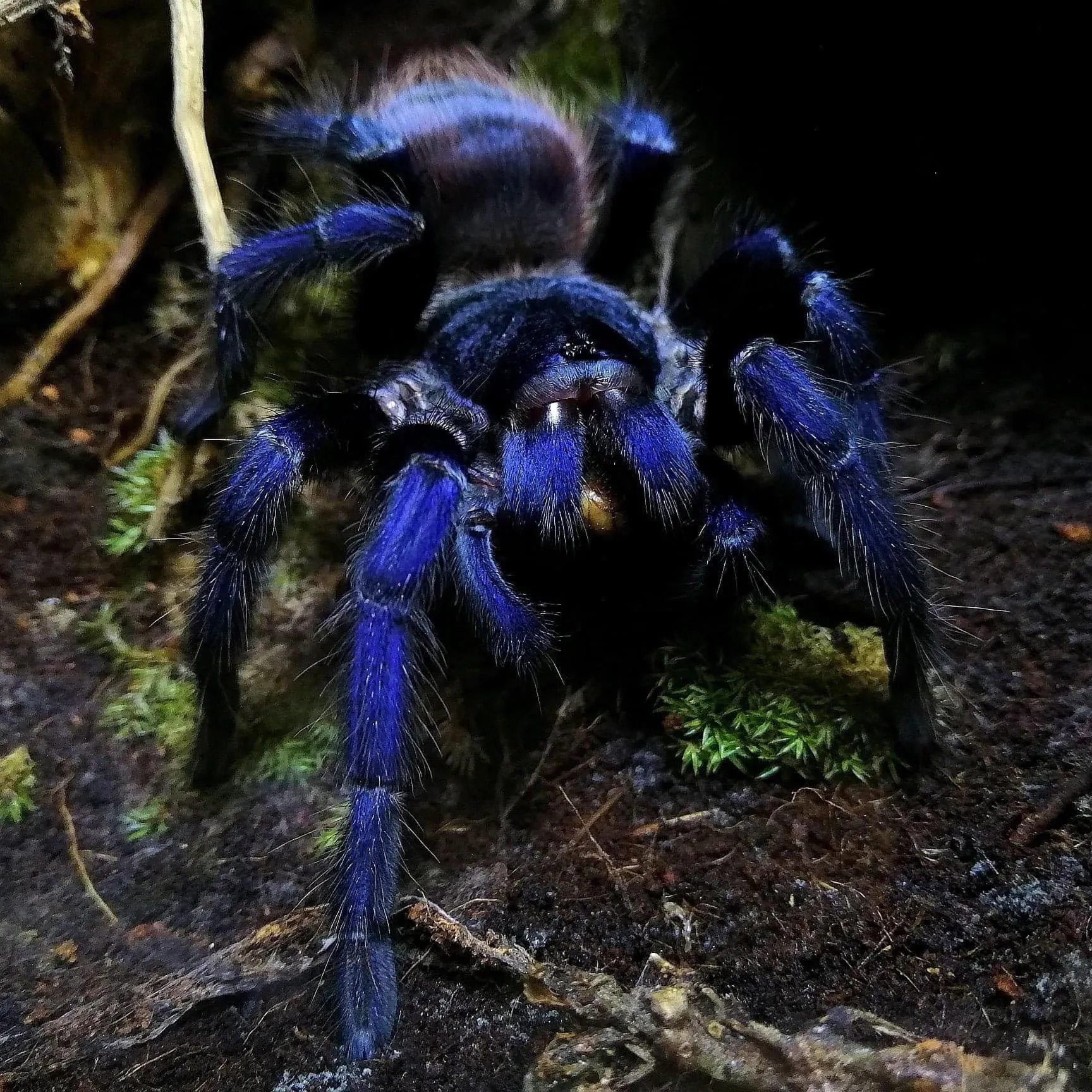 23622 handling tarantula safely