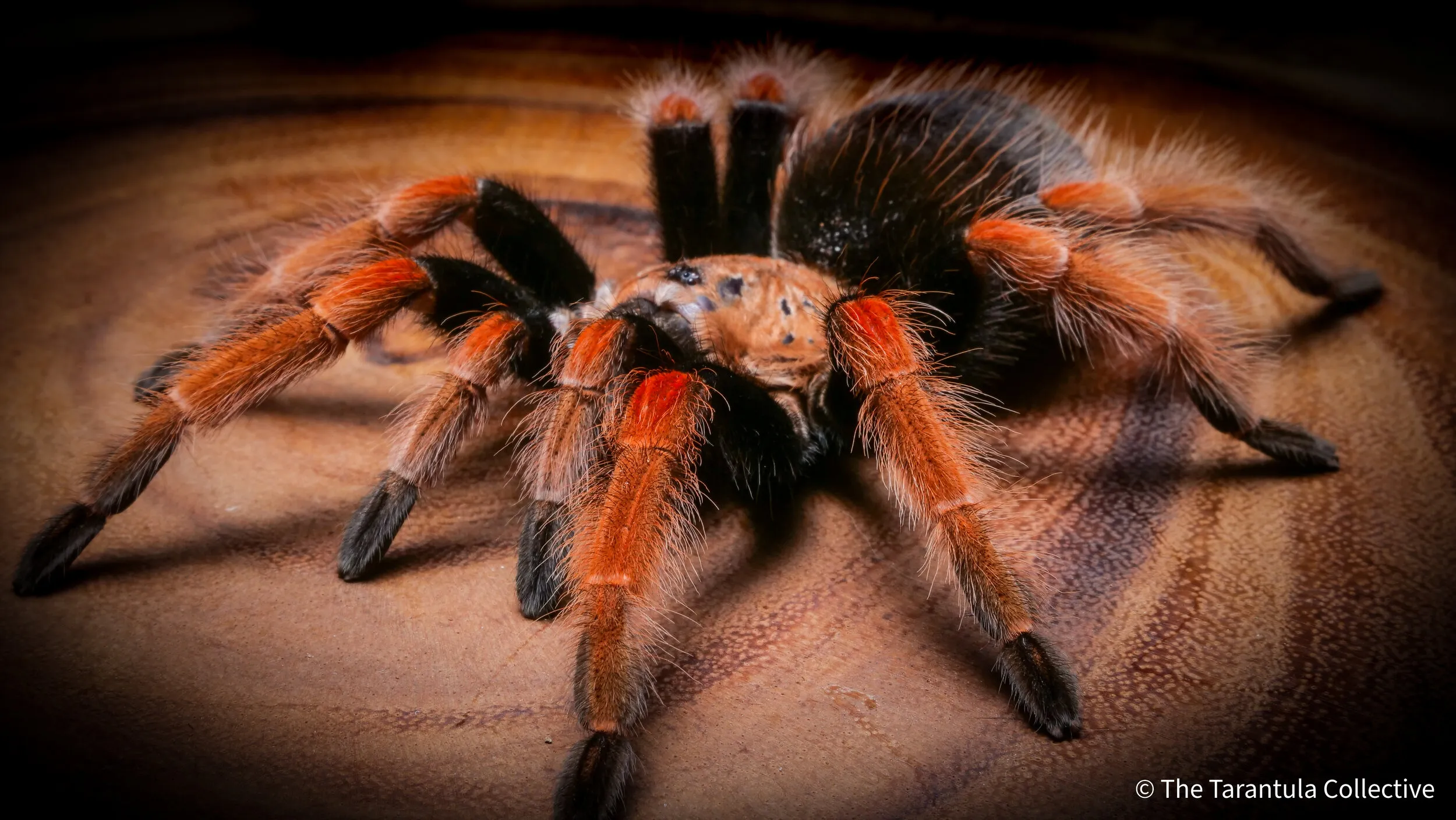 23622 philippine tarantula species