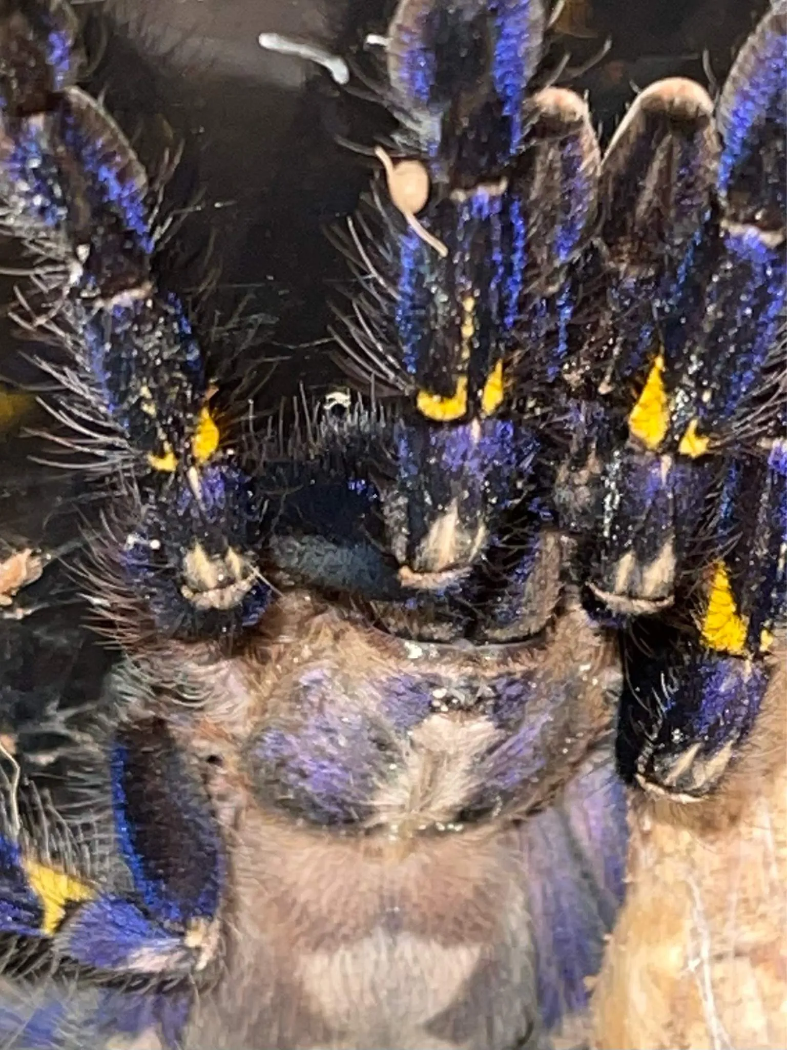 /img/23622-tarantula-buying-philippines.webp