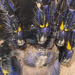 /img/23622-tarantula-buying-philippines.webp
