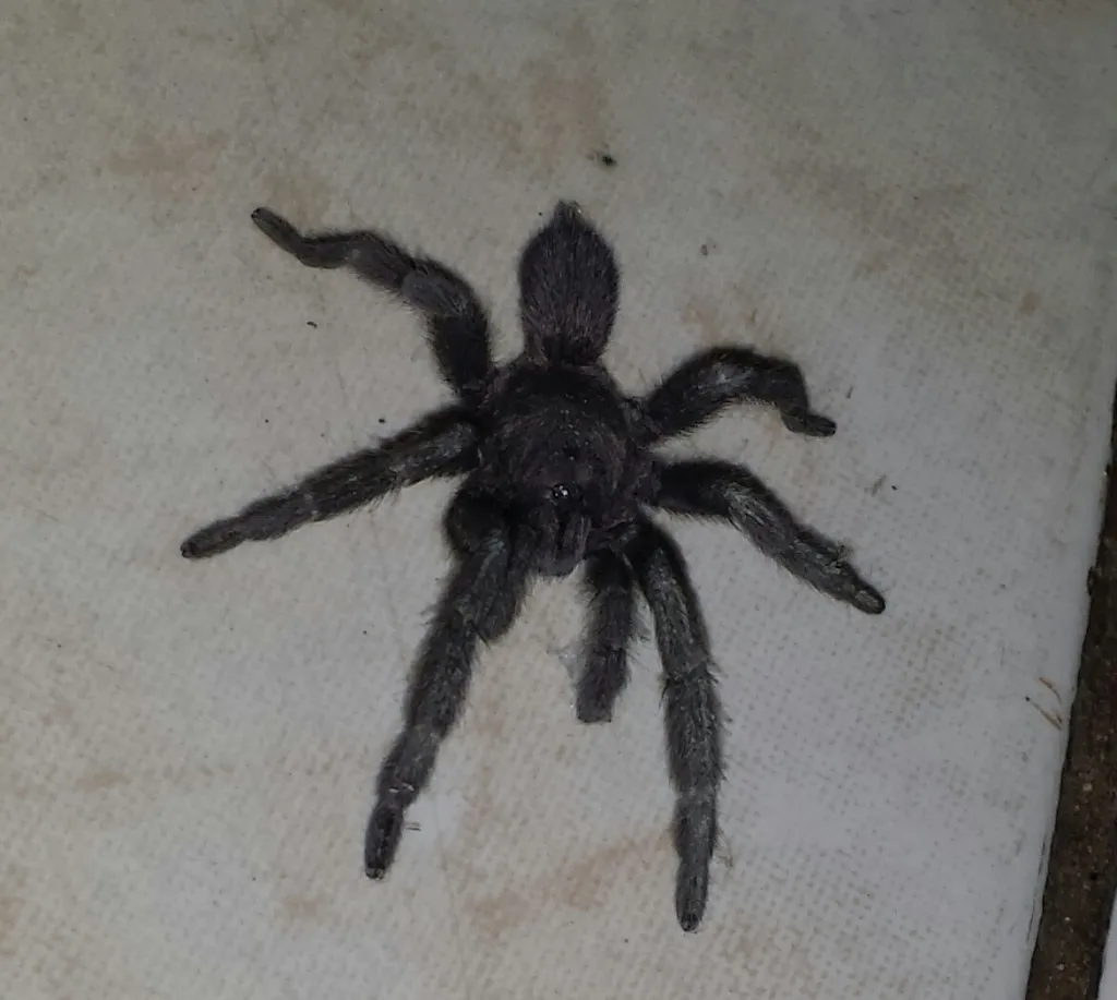23622 tarantula enclosure setup