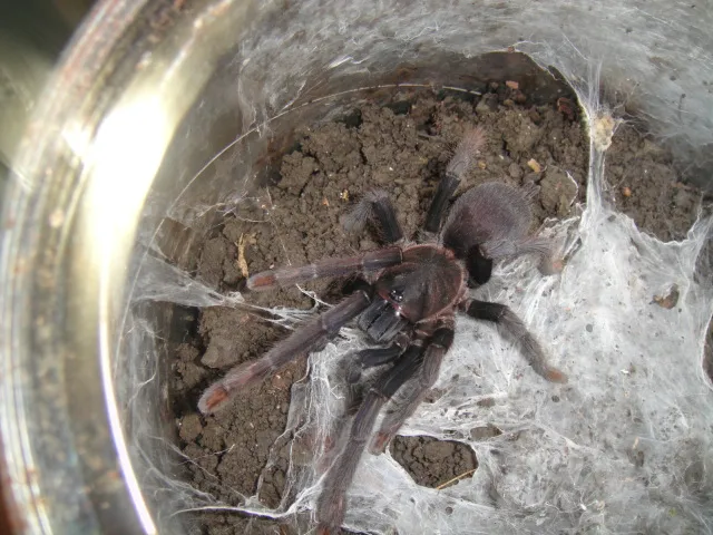 23622 tarantula health issues
