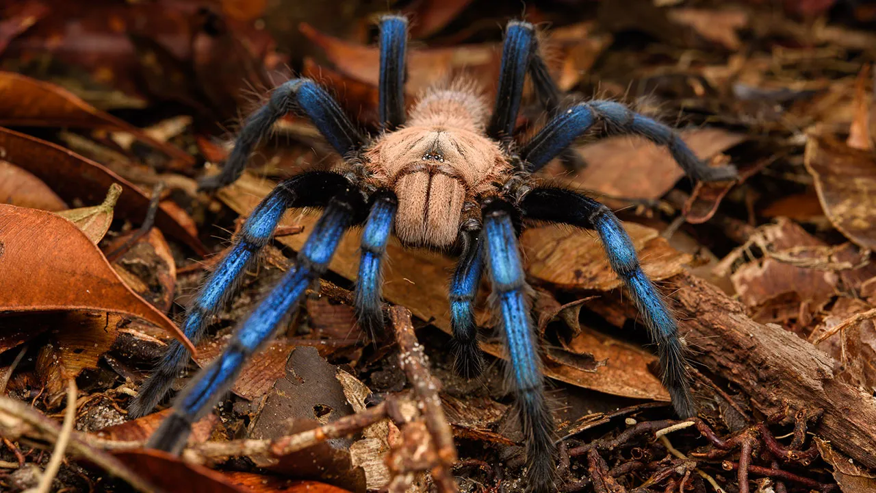 23624 black tarantula spider close up