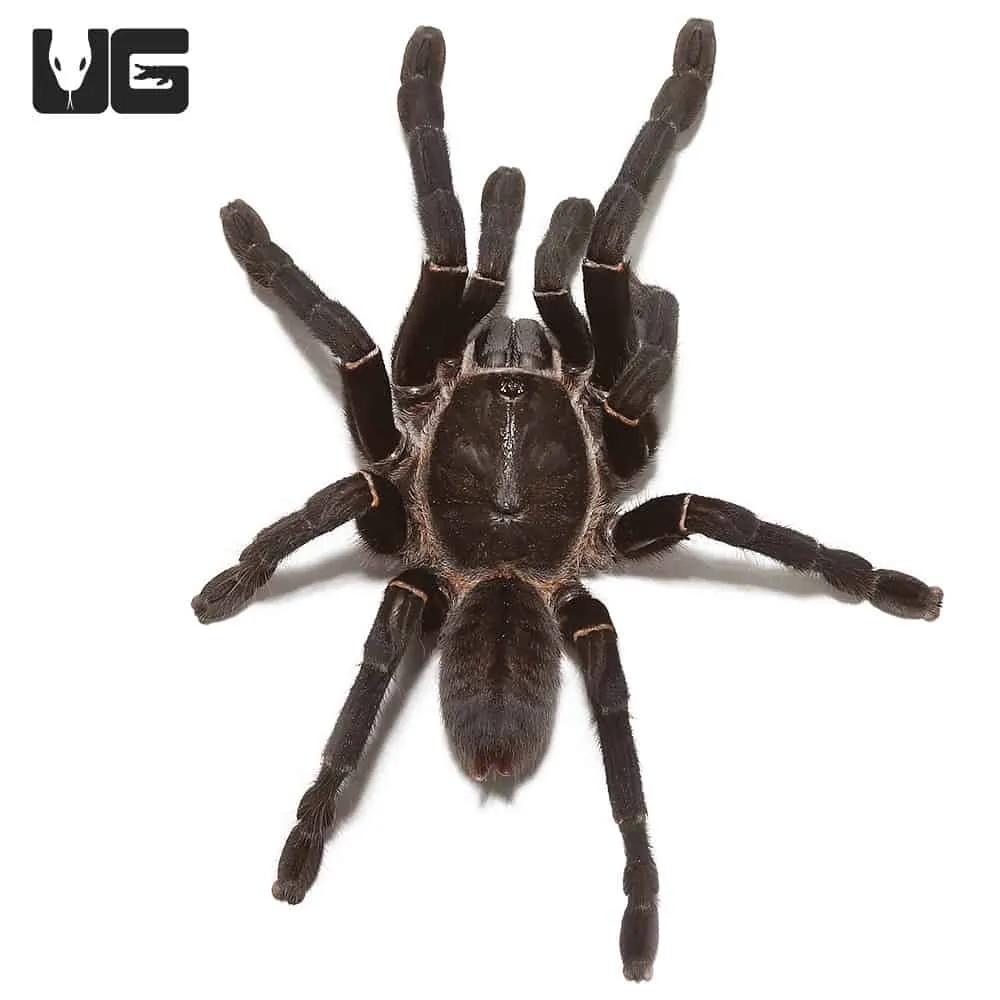 23624 black tarantula spider defense