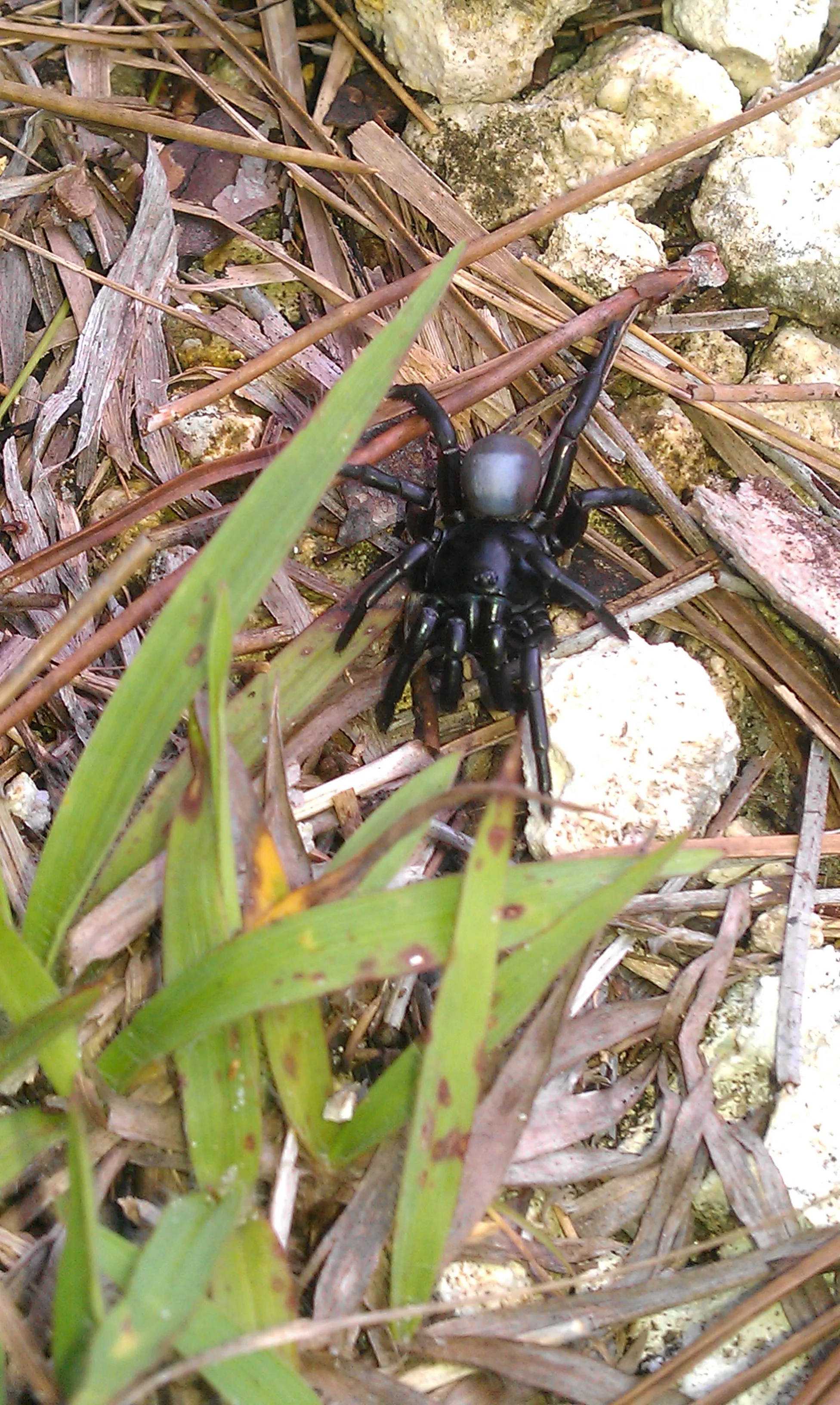 23624 black tarantula spider enclosure