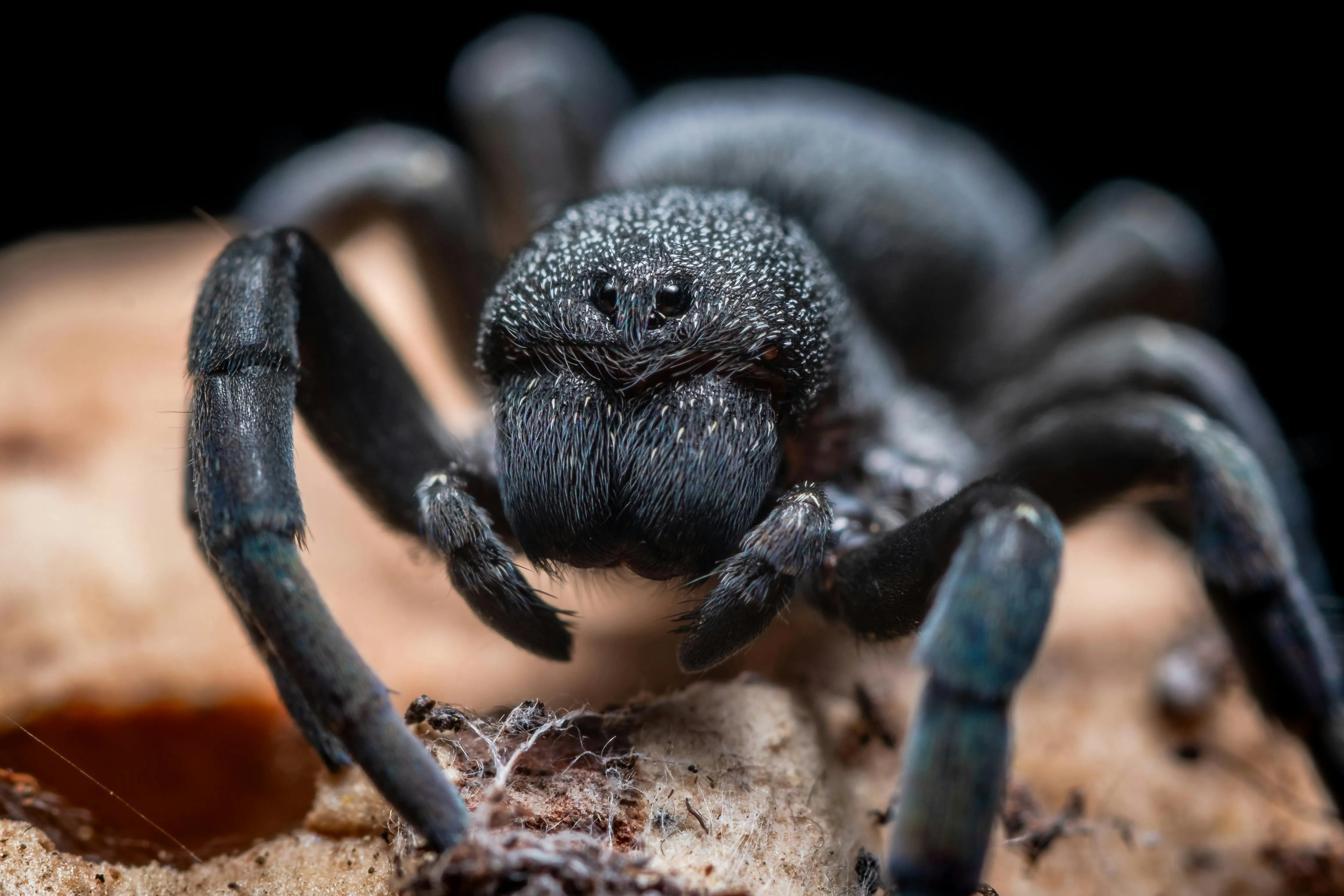 23624 black tarantula spider feeding