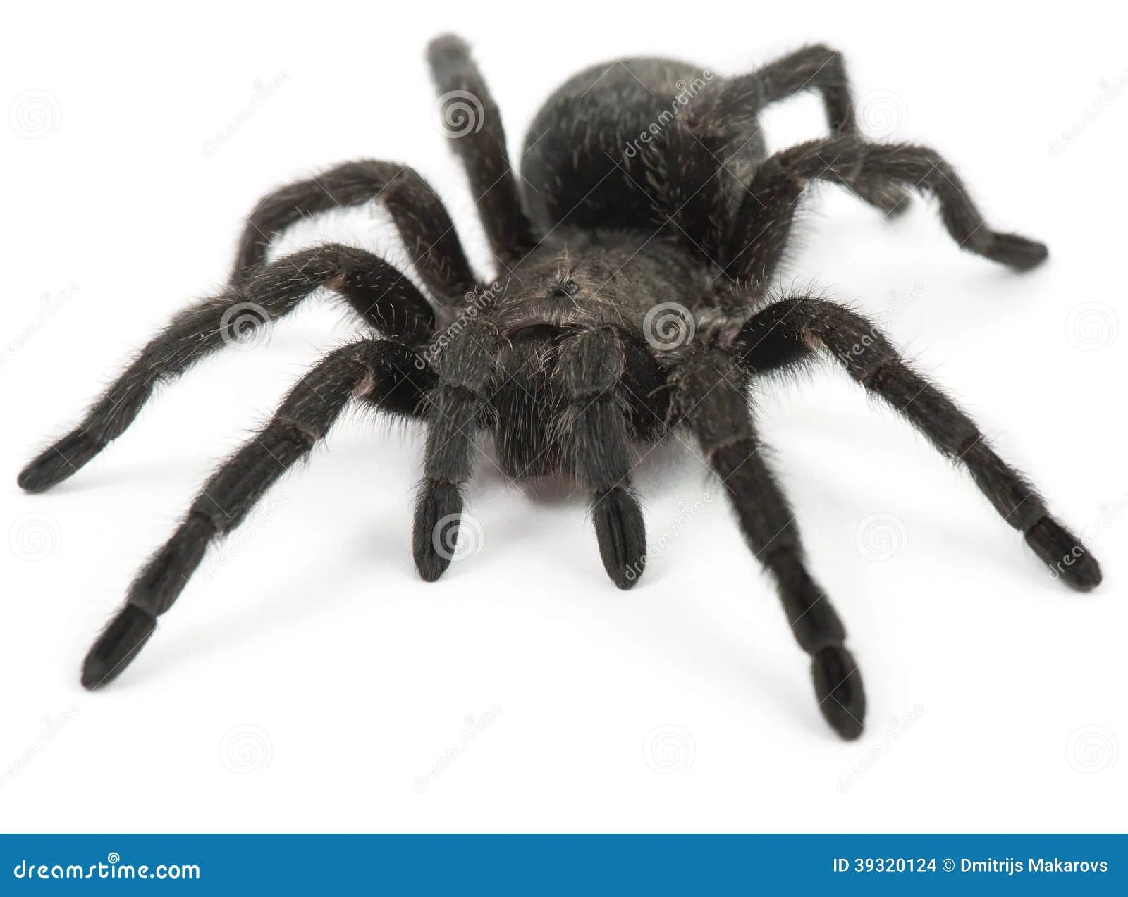 23624 black tarantula spider habitat