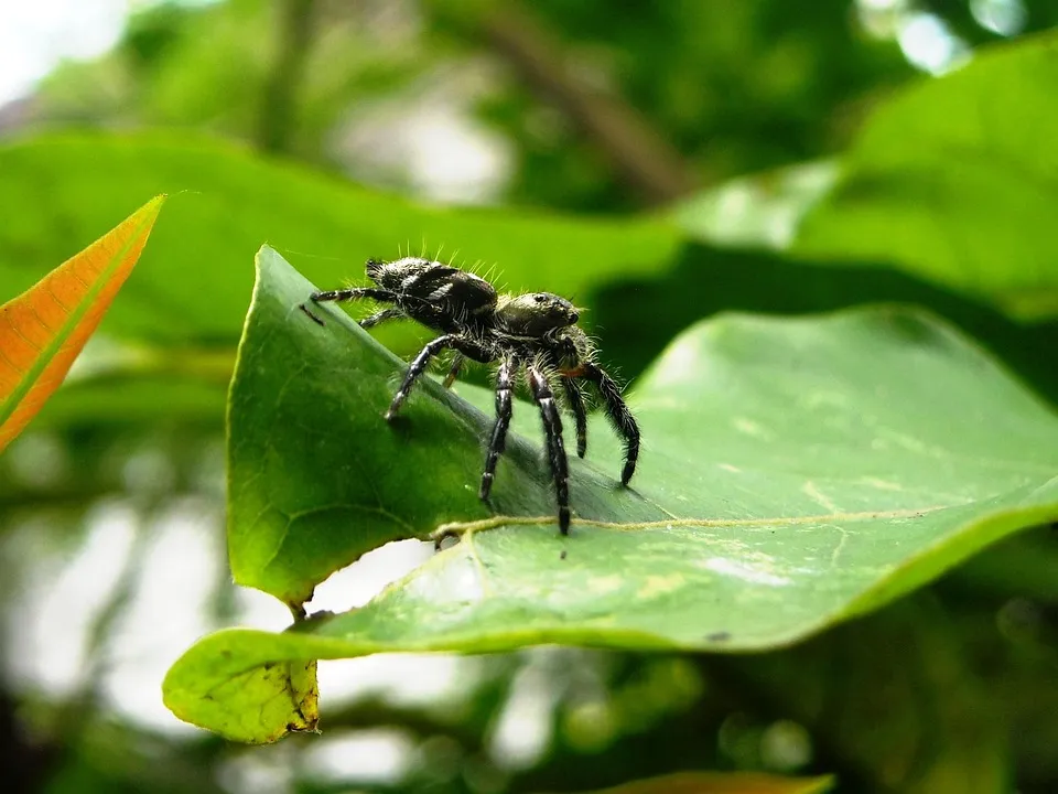 23624 black tarantula spider overview