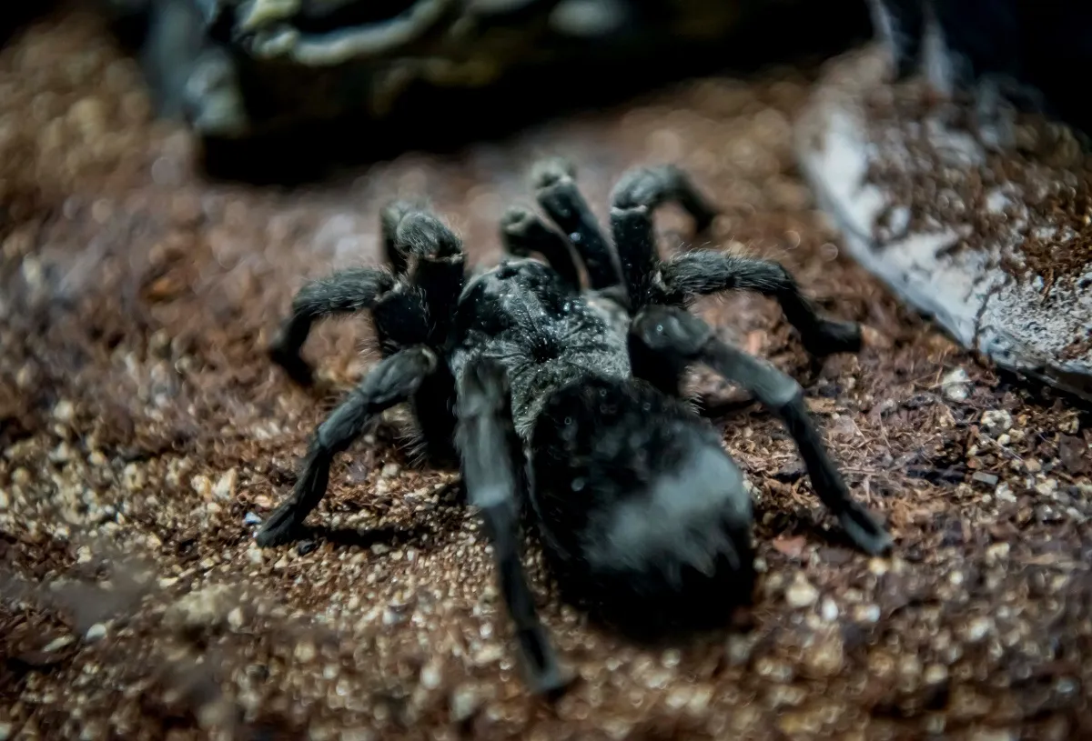 /img/23624-black-tarantula-spider-venom.webp