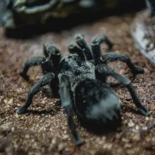 /img/23624-black-tarantula-spider-venom.webp