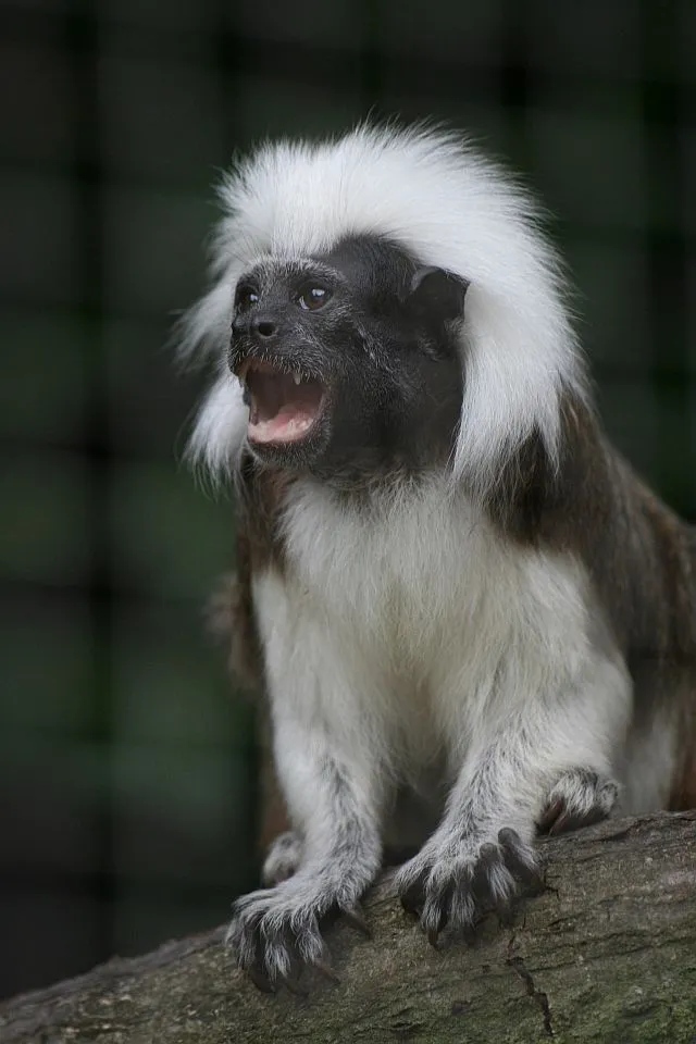 23625 marwell zoo exhibit