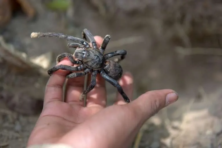 23626 cambodia tarantula conservation