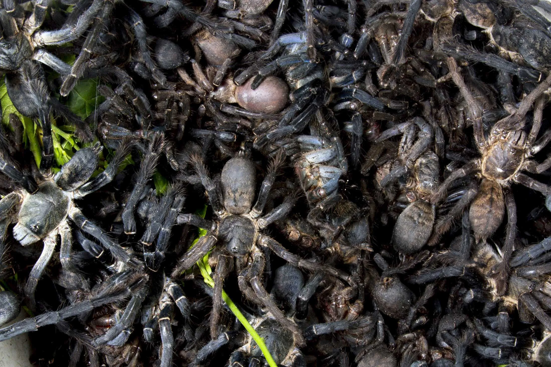 /img/23626-tarantula-in-ecosystem.webp