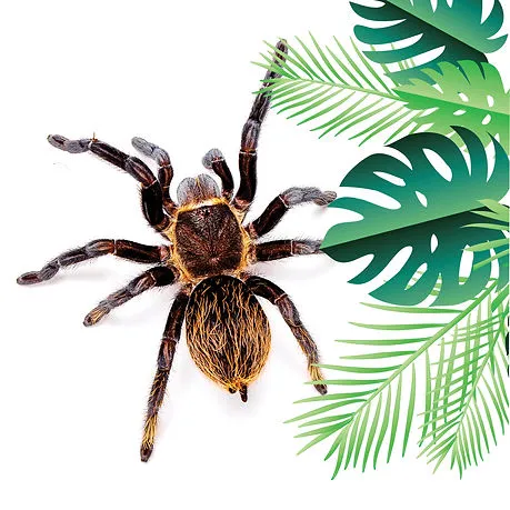 23627 chilean rose tarantula feeding
