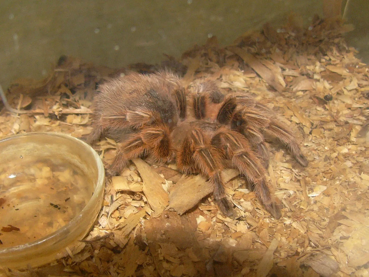 23627 crickets for tarantulas