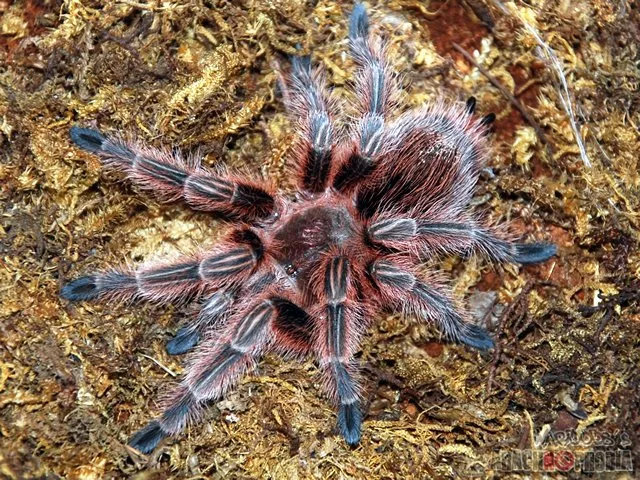 /img/23627-feeding-chilean-rose-tarantula.webp