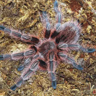 /img/23627-feeding-chilean-rose-tarantula.webp