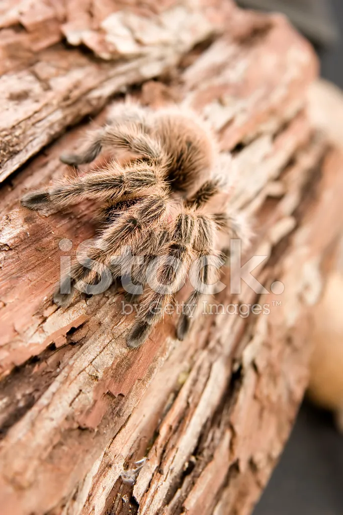 23627 mealworms for tarantulas