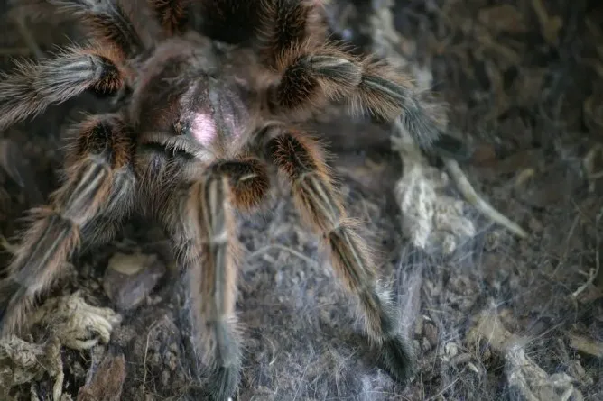 23627 roaches for tarantulas