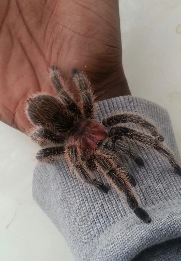 23627 water dish for tarantula
