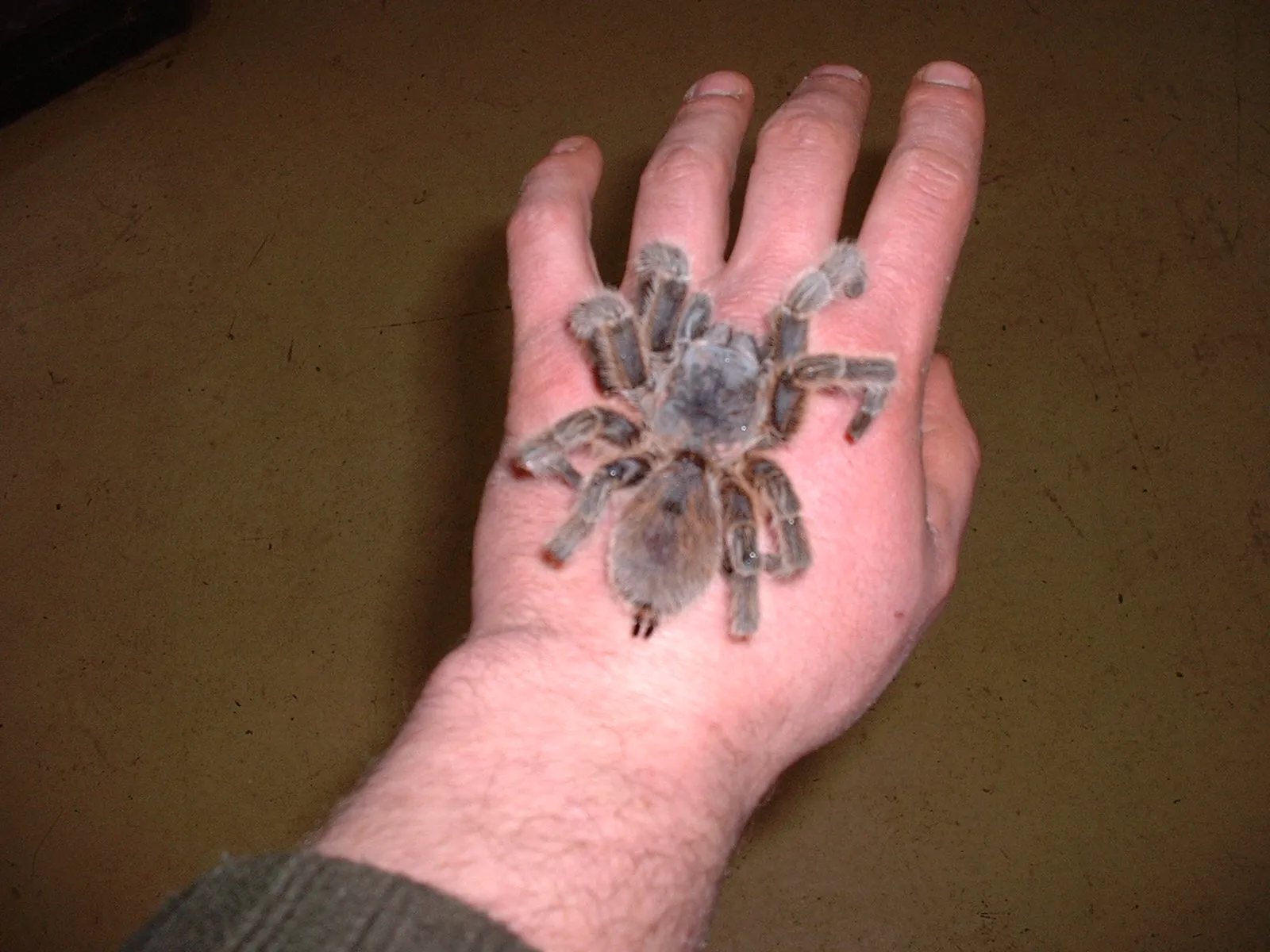 23627 waxworms for tarantulas