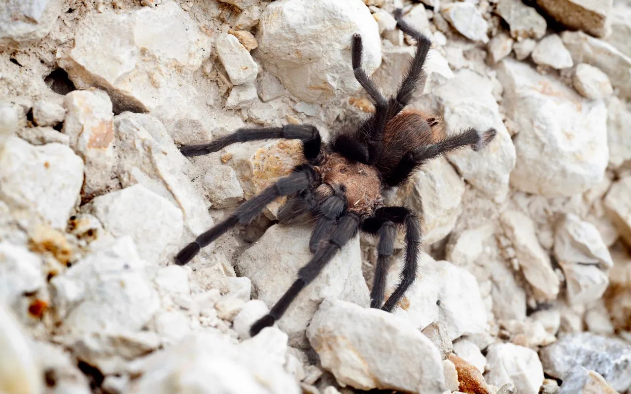 /img/23628-texas-tan-tarantula-conservation.webp