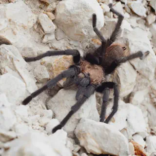 /img/23628-texas-tan-tarantula-conservation.webp