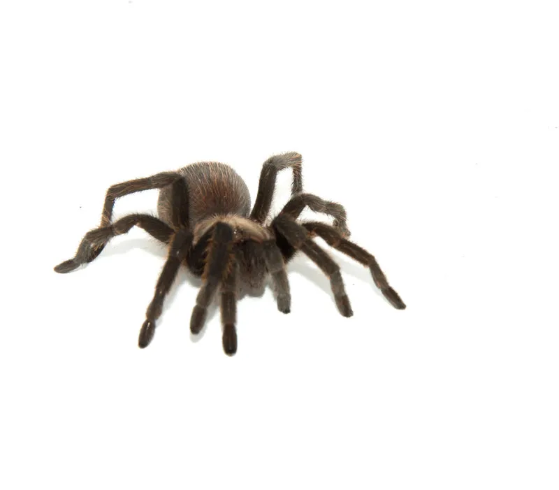 23628 texas tan tarantula defensive pose