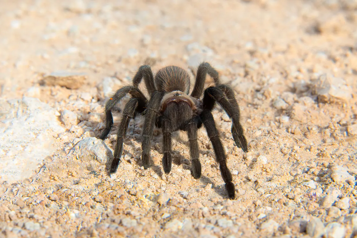 23628 texas tan tarantula feeding