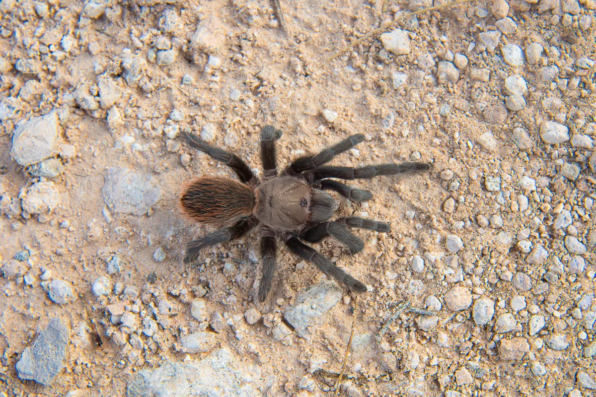 23628 texas tan tarantula habitat