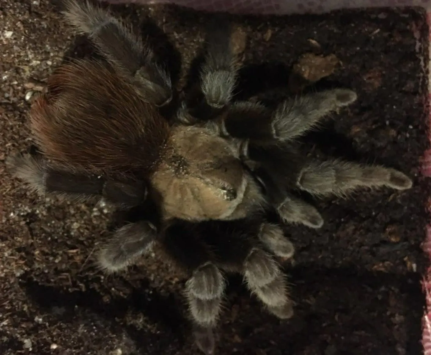 23628 texas tan tarantula molting