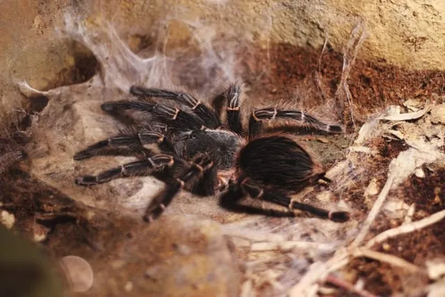 23629 female tarantula