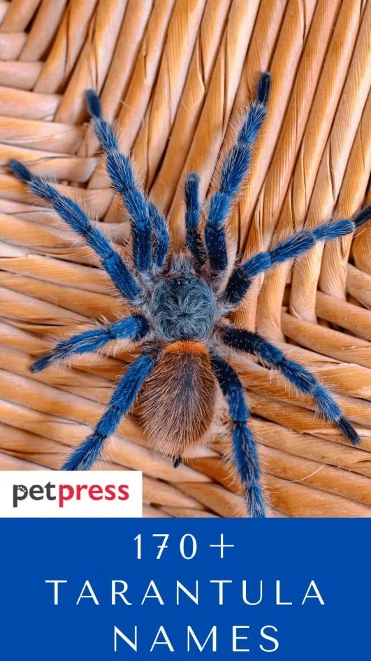 23629 male tarantula