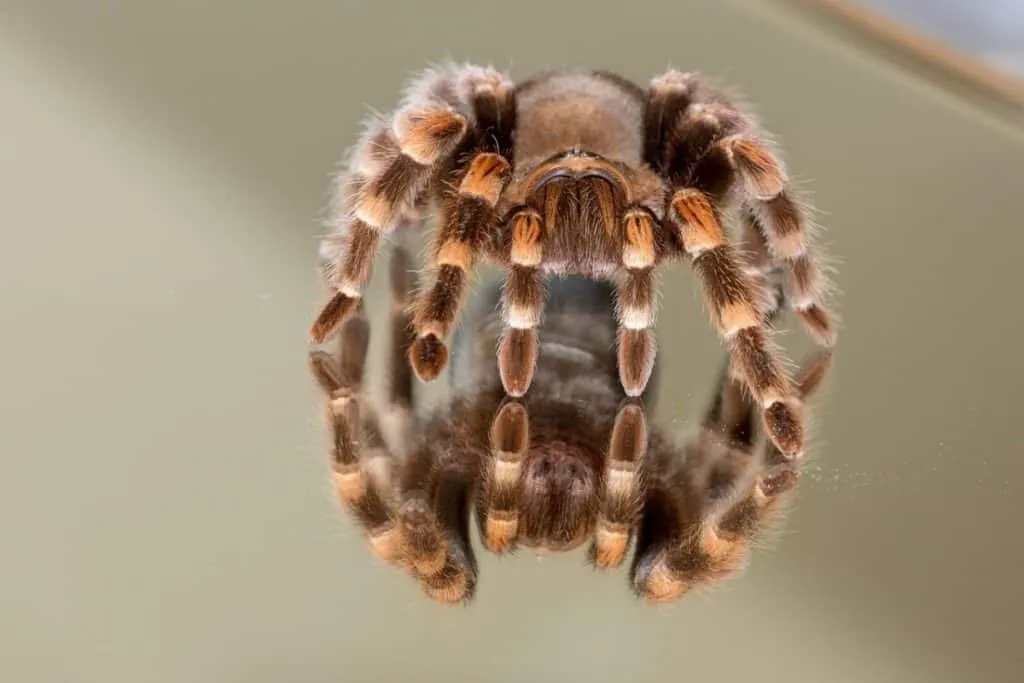 23629 tarantula size