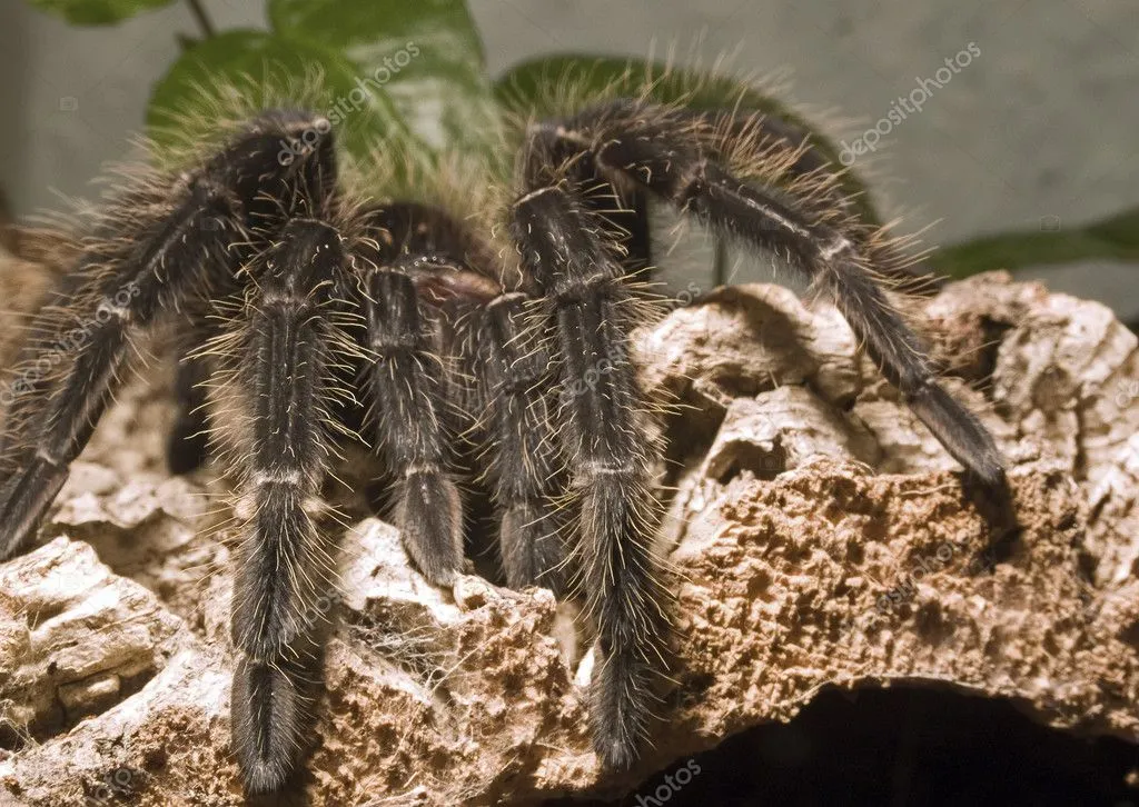 23630 cockroaches for tarantulas