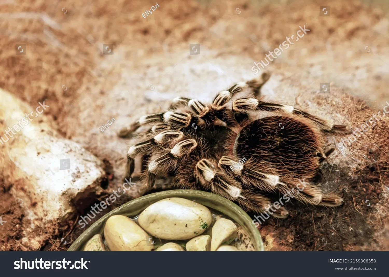 23630 mealworms for tarantulas