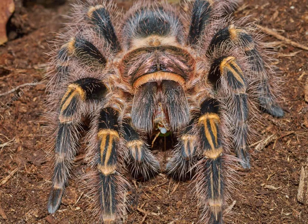 23630 small mammals for tarantulas