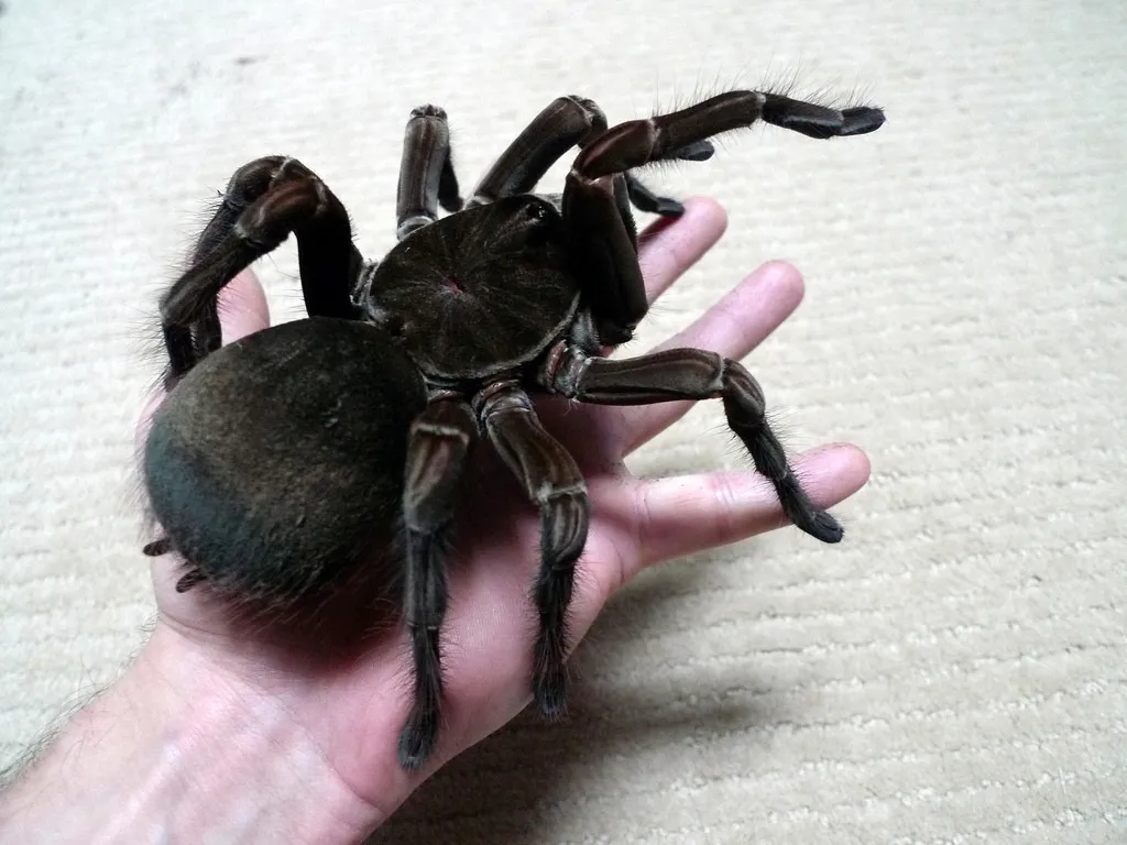 23630 tarantula feeding guide