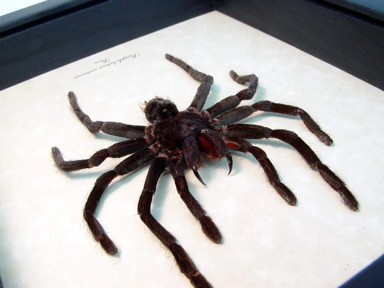 23630 tarantula habitat