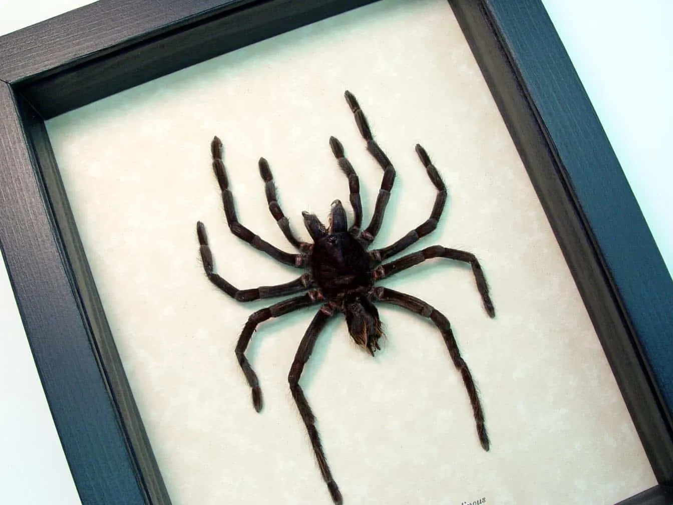 /img/23630-tarantula-water-dish.webp