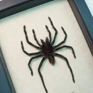 /img/23630-tarantula-water-dish.webp
