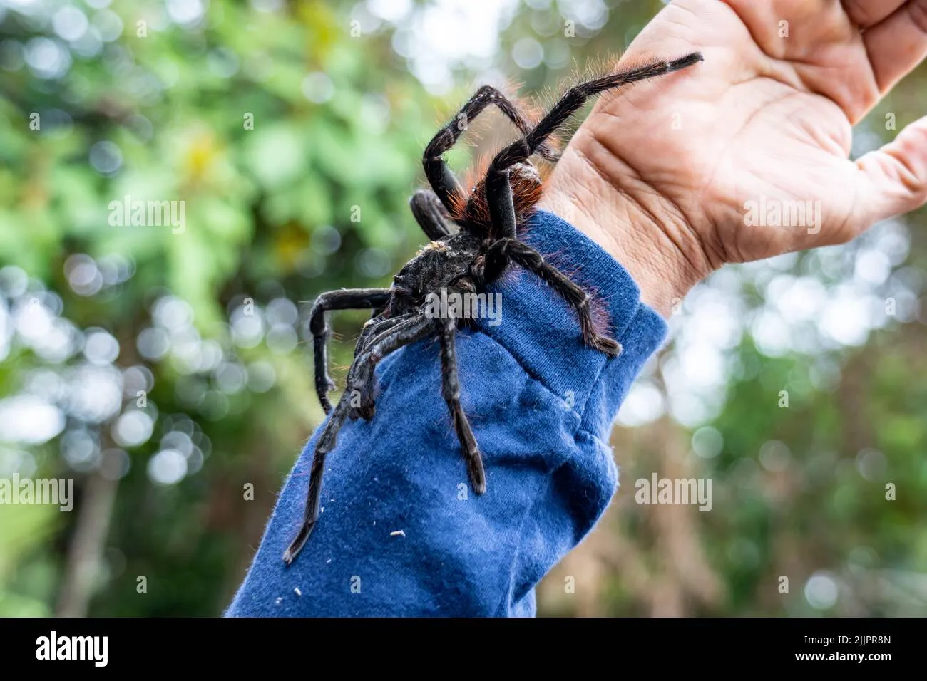23631 tarantula amazonas alimentacion