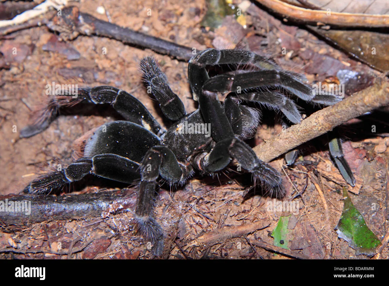 /img/23631-tarantula-amazonas-datos.webp