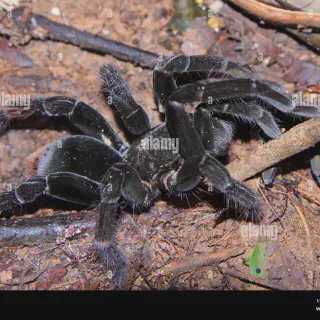 /img/23631-tarantula-amazonas-datos.webp