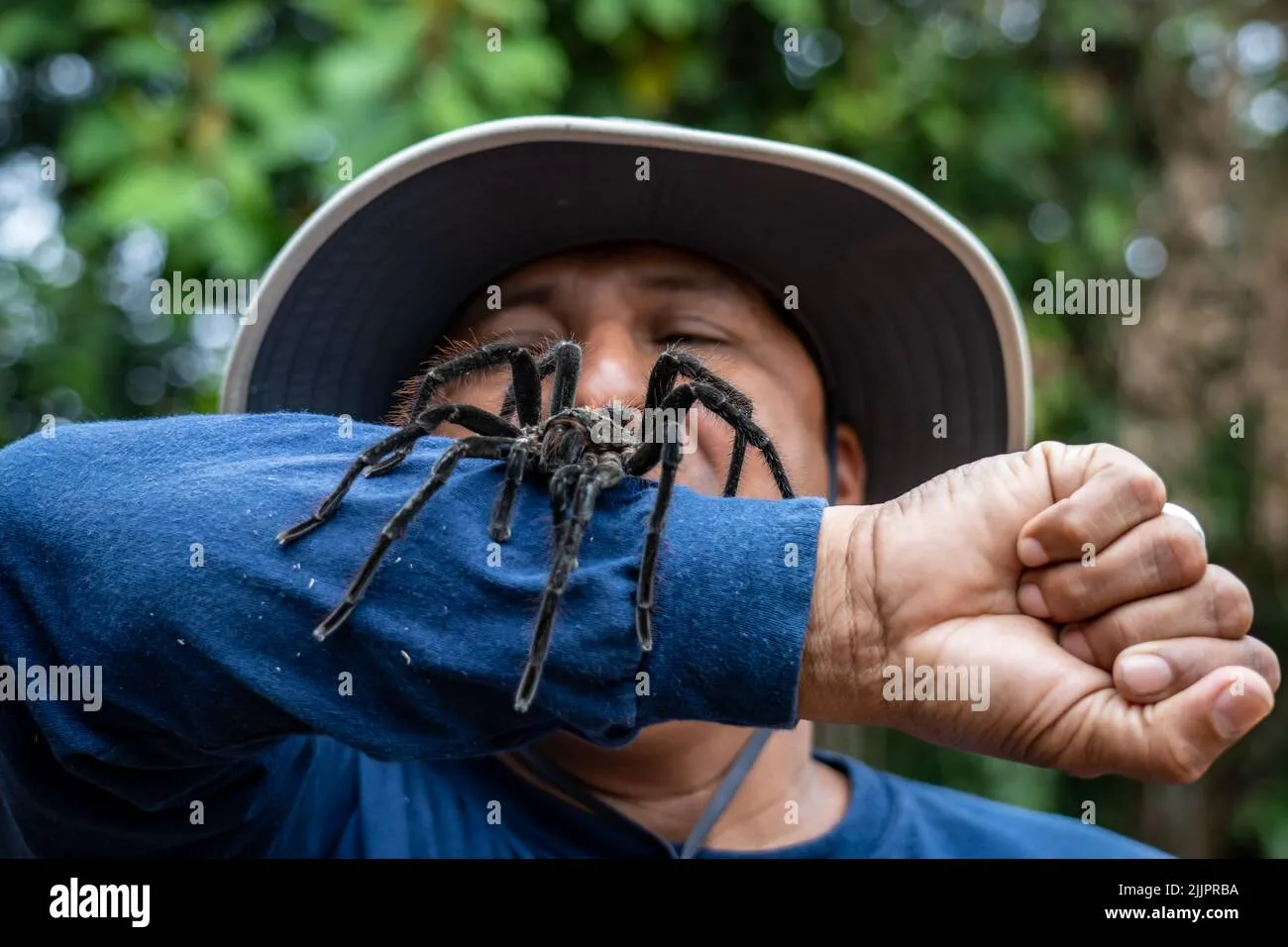 23631 tarantula amazonas ecosistema