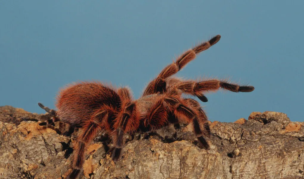 23631 tarantula amazonas habitat