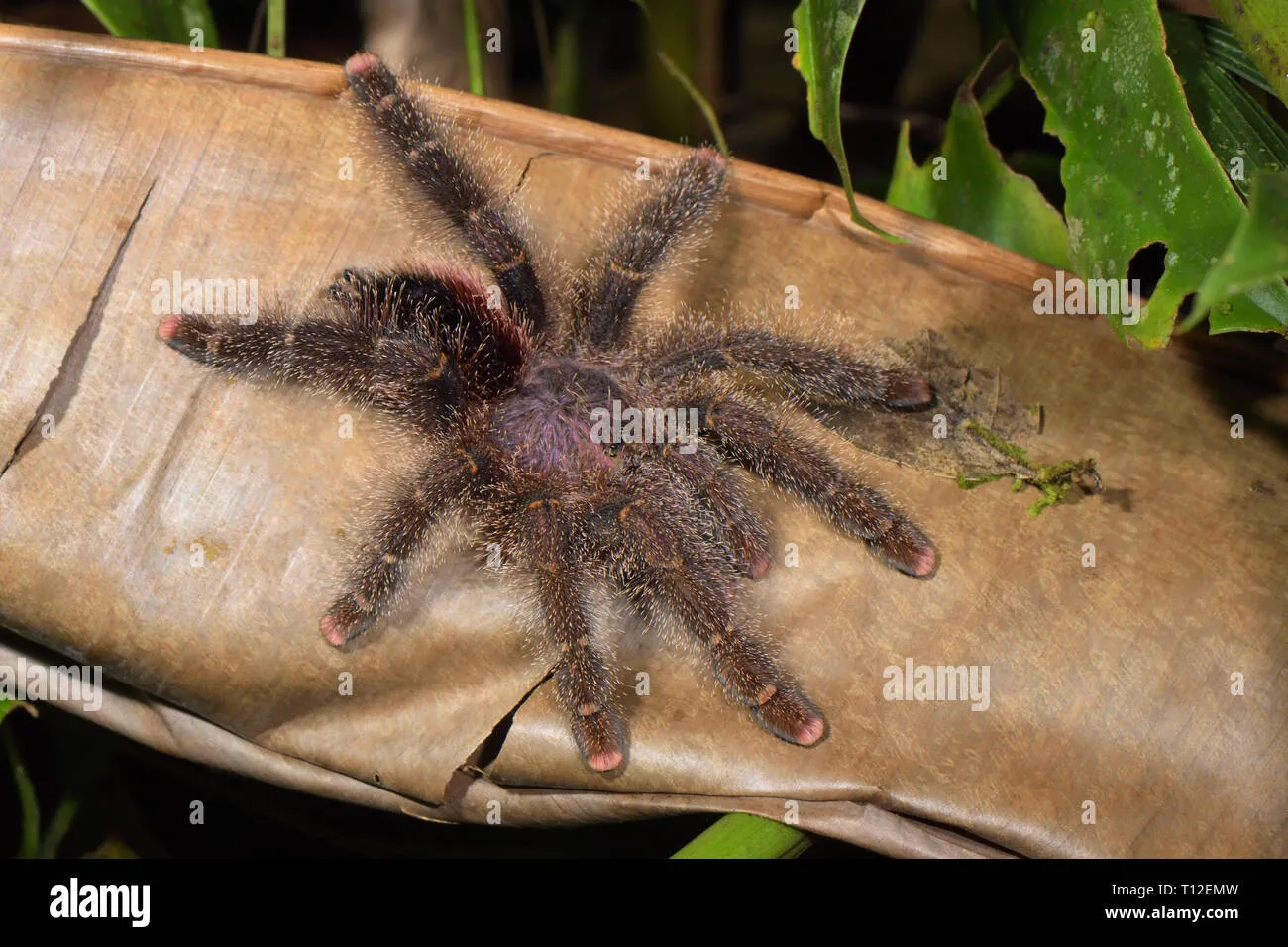 23631 tarantula amazonas reproduccion