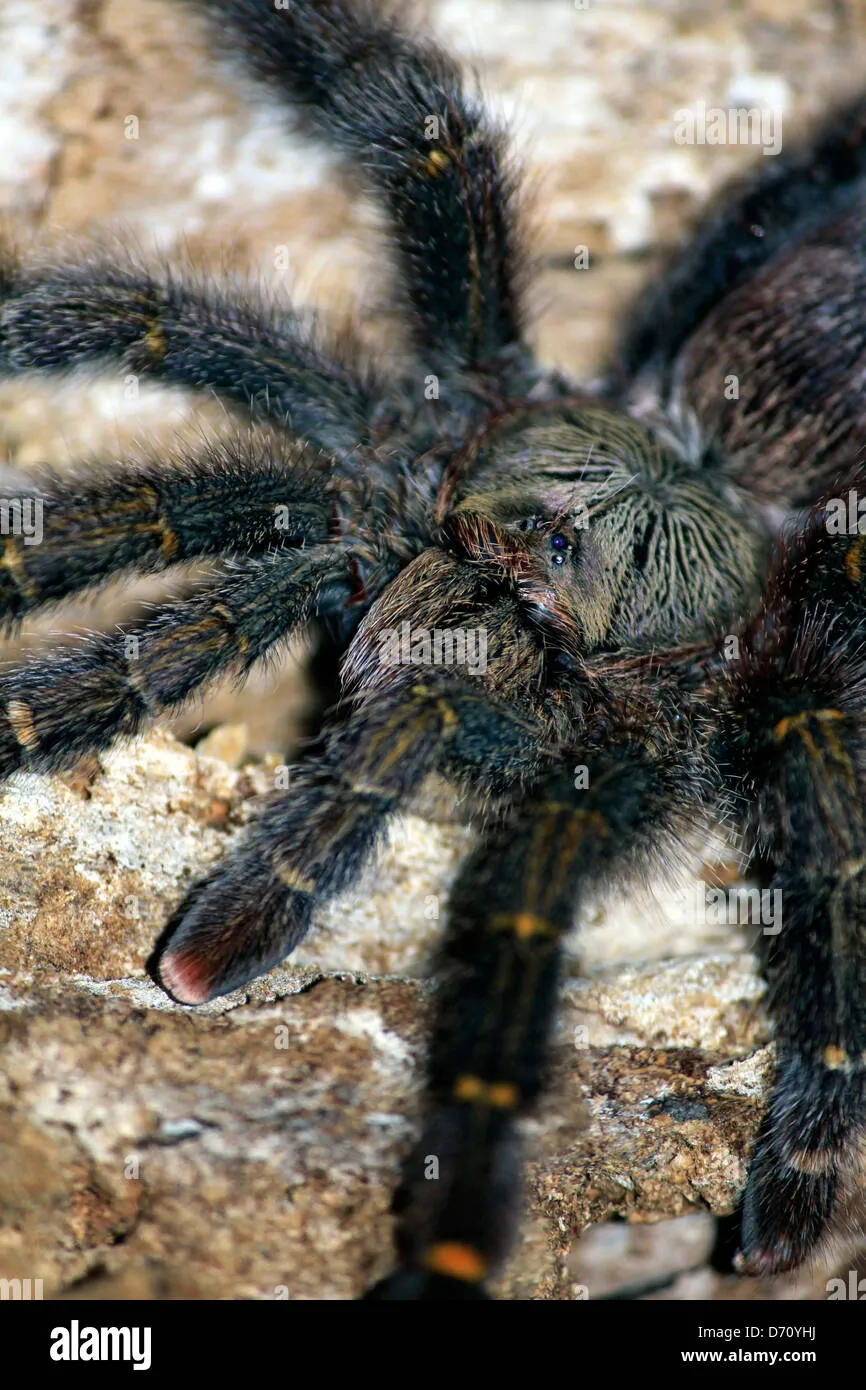 23631 tarantula amazonas terrario
